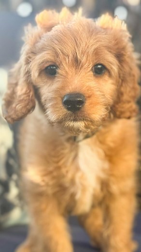 ✨ Golden hour golden heart = Scout is the sweetest Cavapoo boy 🌅🐾 At just 9 weeks old, he’s ready to fill someone’s home with sunshine and cuddles. 💛 We’re moving soon, so this week only I’m offering special pricing to help him find his forever family before our big move. 🏡💕 Don’t wait—his forever starts now. Could it be with you?” ✨ #littletetondoodles #cavapoos #cavapoo #cavapoopuppy #cavadoodlepuppy #cavadoodle #cavoodlelove #cavoodles #cavoodlegram #goldencavapoo #goldencavadoodle | Lit