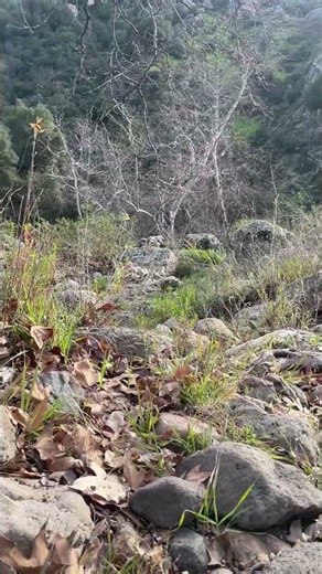 Tree Bark shedding onto Leaves