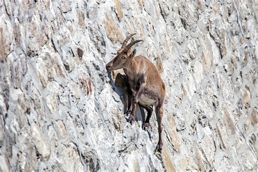 The secret behind ibex scaling sheer rock faces