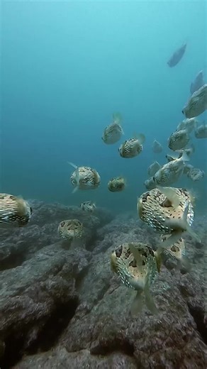 Unpuffed Pufferfish School in the Ocean