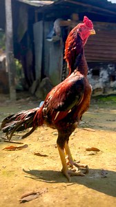 569K views · 10K reactions | Java Aseel on Reels | Facebook