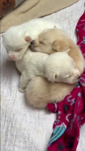 Laverne And Her Babies Update [STORY BELOW]