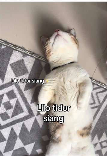 Lika liku bocil tidur siang🤏🏻 #kitten