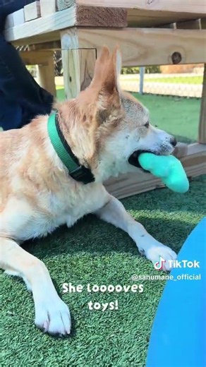 Meet Lola! #adopt #dog #sanantonio