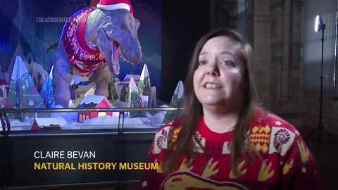T-Rex gets new Christmas sweater, at London's Natural History Museum