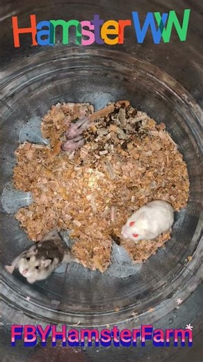 Hamster winter white. #hamster #hamsterlife #hamsters #hamsterwinterwhite