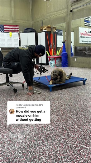 Replying to @jackiegoffredo #dogtraining #dogs #dogtrainer #dogsoftiktok #muzzletraining
