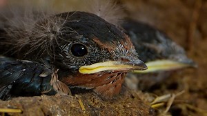 35K views · 1.6K reactions | The barn swallow chicks are getting ready for their first flights襁 They can now stand and their flight feathers have almost grown through - although fluffs of downy feathers still cling to the sides of their heads! These chicks could fledge anytime. Don't miss their first flights! Watch the live cam https://www.robertefuller.com/pages/live-from-fotherdale | Robert E Fuller | Facebook