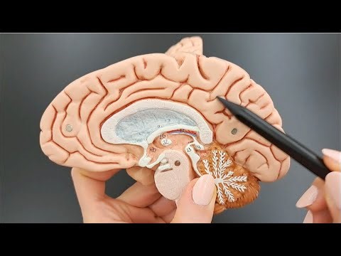 Brain Lobes - Brain Cortex - Sulcus vs. Gyrus - Part 2 of 5