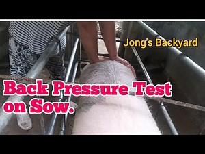 Back Pressure Test on Sow / Standing Heat