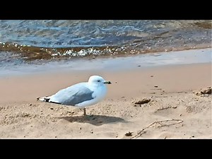 Seagull Stands Strong & Calm in the Sand | Peaceful & Proud Ring Billed Gull on a Windy Beach Day