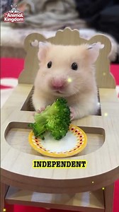 Rabbit vs Hamster: Which Is Easier to Care For? 🐰🐹