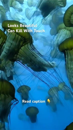 If aliens asked what life on Earth looks like… the best example might be a jellyfish. #weirdnature