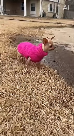 173K views · 5.7K reactions | Bruno really hit her with the instant outfit downgrade  One full-power mud-grenade and suddenly Miss Pink Sweater is sprinting for witness protection. #pitbulllife #chihuahuamess #mudattack #dogchaos #funnydogs 烙 AI-generated video | Epic Moments | Facebook