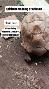 Spiritual representation of animals and insects #spirituality #animals | Awaken Wisdom
