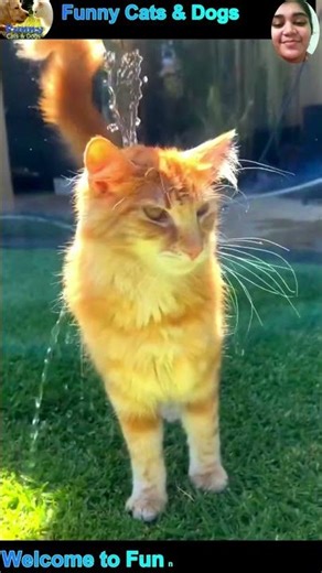 funny cat and dog videos #cat #dog #shorts #funny #funnycat #funnydog #cute #cutecat