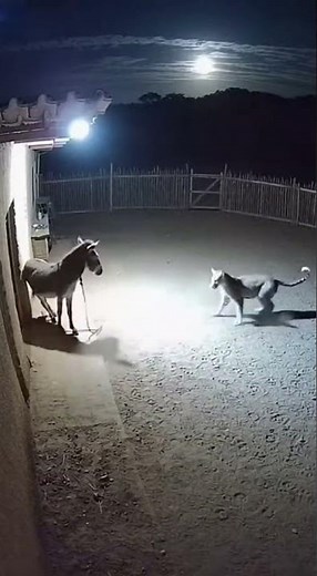 Donkey Kills Leopard with One Kick — AI CCTV Midnight Attack!