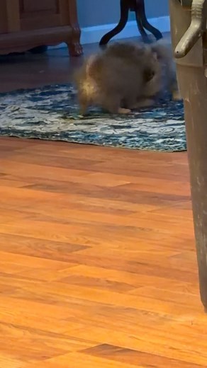 1K views · 12 reactions | #midge wolf sable Pomeranian | Leah Kunzelman | Facebook