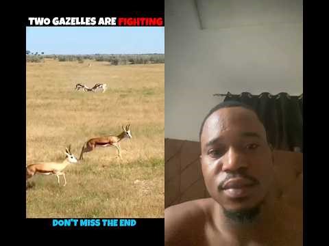 Gazelle vs Lion #animals #wildlife #tre #wildlife #trending #viral