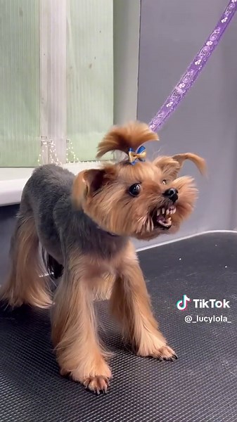 Yorkie Imitates Jackie Chan: Daring Dog Moves