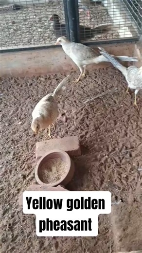 Yellow golden pheasant breeding pair #music #birdbreeding #shorts #pheasants #birds