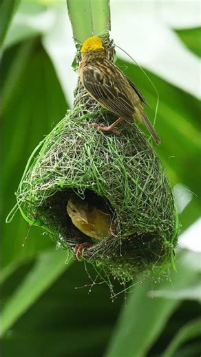 Beautiful 😍 and Amazing bird build nest 🪺 #viralshort #birds