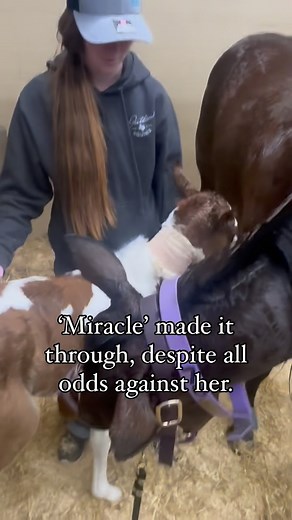 3.1K views · 1.1K reactions | We are currently fundraising for our...