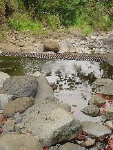 Contested Case Hearing Set to Begin for Nā Wai ʻEhā | Maui Now