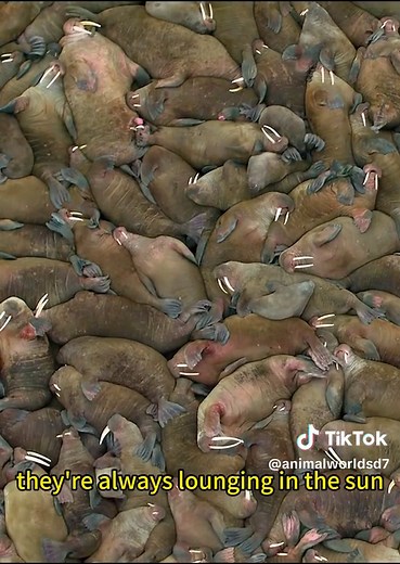 animalsworld7 on TikTok