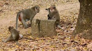 1.1K views · 14 reactions | what a lovely and beautiful baby monkey ! | Little Dalton | Facebook