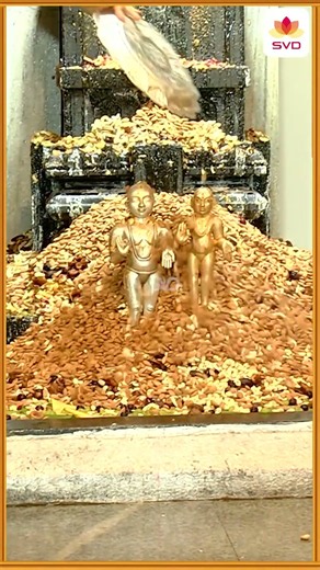 Sri Raghavendra Daya Samudra | Sri Guru Raghavendra Swamy | Sharadhi Patil | Chikka Nagaraj #shorts