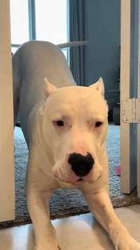 ⛔What nobody tells you about raising a Dogo Argentino 🤍#dogoargentino #puppies #funfacts