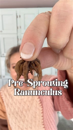 👇Things to keep in mind for ranunculus 🌸:⁣ ⁣ (I’m not a professional! If I can do it, so can you! 🙌 This isn’t rocket science. 🚀 Comment “pro” for links to the ranunculus supplies I use!)⁣ ⁣ 🌸Start presprouting your ranunculus corms 8-10 weeks before your last frost date. My frost date is April 15th so my ideal time to start is the first of February. I started mine a bit early to show you so you can get to your corms and supplies in time!⁣ ⁣ 🌸Ranunculus corms need temps to be cool while th