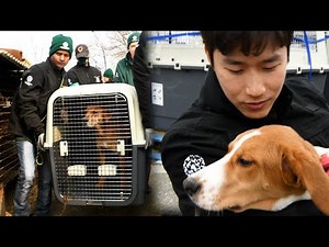 South Korean dog meat farm closed, 200 dogs rescued!