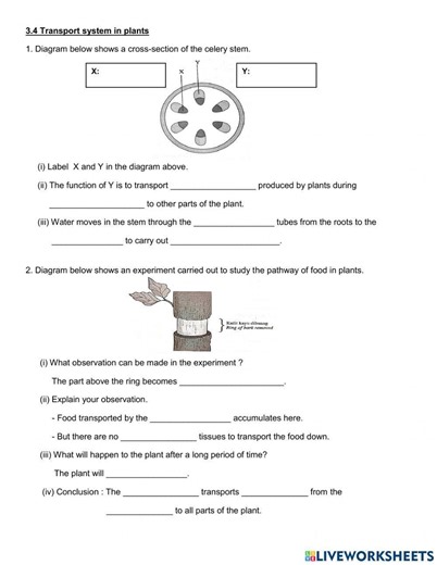 Transport system in plants worksheet