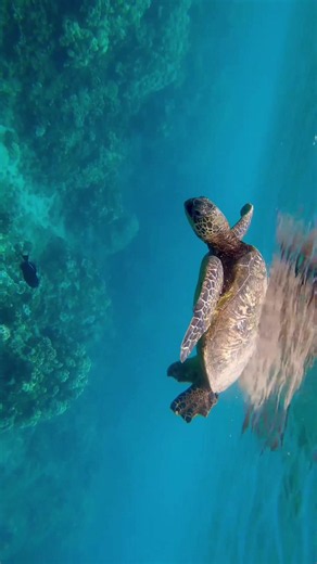 World Turtle Day 🌎🐢 one of the best parts of living on Maui is getting to share the ocean with the honu 🤍 Hawaiian green sea turtles are protected under both state and federal law, and giving them space helps keep them safe and stress-free. If you see one resting on the beach or swimming nearby: • stay at least 10 feet away • never touch, chase, feed, or block their path • keep beaches and reefs free of trash • properly dispose of fishing line, hooks, and plastic as marine debris is one of th
