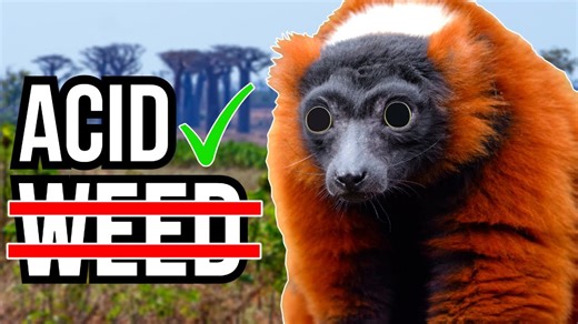 Nature’s Strangest Addiction: The Species That Steal Drugs From Other Creatures