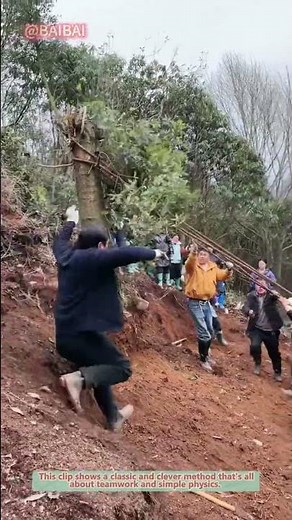 How to Uproot a Tree with Ropes | Teamwork Hack