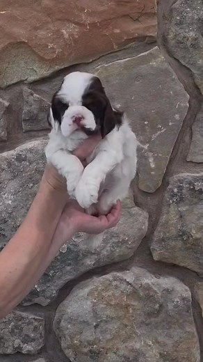 Cocker Spaniel puppy- tri brown Parti | Cuttin Blue Farms