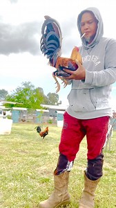 24K views · 931 reactions | Lets Go!!! Lets Go!!! Lets Go!!! Follow!! Like!! Comment!! Share!! #signature #line #greenbucketylh #goals #determination #striveforgreatness FOR BREEDING PURPOSES ONLY!! | Greenville Farm | Facebook