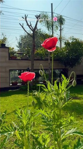 Soch mein phool hai..🥰 #gardening #flowers #shortvideo