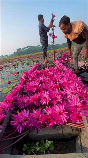 বিলের সৌন্দর্য 🥰