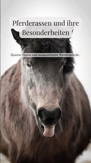 DIE 10 beliebtesten Pferderassen und ihre Besonderheiten