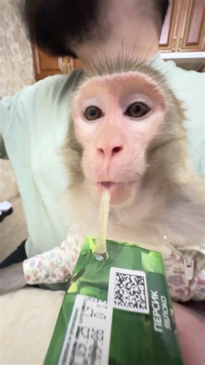 tut_bonya (@tut_bonya)’s videos with Penguin Snoopy Dog - Katy Night