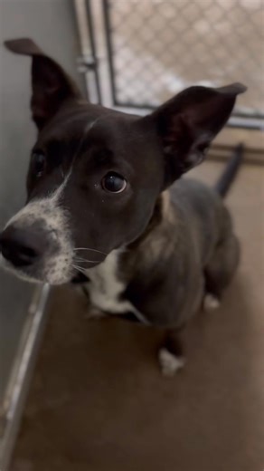 1.6K views · 56 reactions | Elisted at roswell anaimal control tel 5756246722 Pledges are availble for this sweetheart . total 167 she is 2 years old medium sized . are 45lb a australian mix id a010725 to adopt have a vet appointment for a spay/ rabies shot . can adopt in person or via email. | Jo Wallace | Facebook