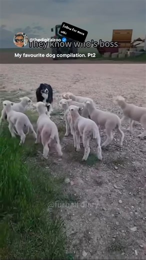 Sri Muniandy | Dogs are Earth’s original bio-sentient mood sensors. Before we had therapy apps or biometric trackers, we had beings who could detect... | Instagram