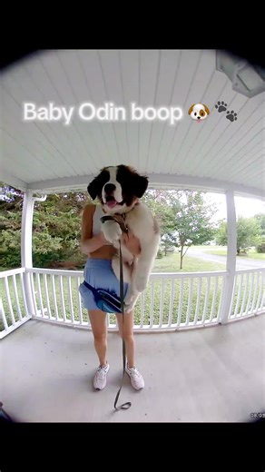 Adorable Baby Saint Bernard Puppy Moments