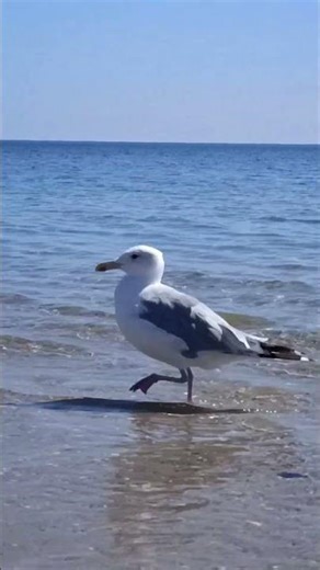 Cute Seagull Walks along the Seashore #nature #birdsong #sea