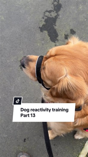 Overcoming Dog Reactivity: Training Insights and Updates