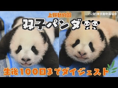 上野動物園 双子の赤ちゃんパンダ 生後１００日までの成長記録